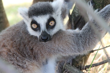 Fototapeta premium ring-tailed lemur in a zoo in france 