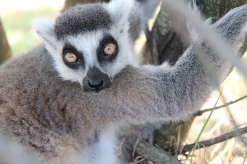 Fototapeta premium ring-tailed lemur in a zoo in france 