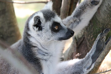 Fototapeta premium ring-tailed lemur in a zoo in france 