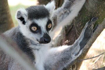 Fototapeta premium ring-tailed lemur in a zoo in france 