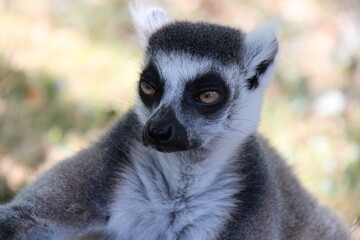 Fototapeta premium ring-tailed lemur in a zoo in france 