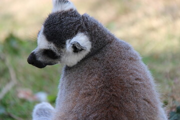 Fototapeta premium ring-tailed lemur in a zoo in france 
