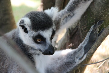 Fototapeta premium ring-tailed lemur in a zoo in france 