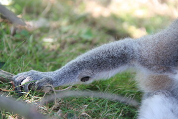 Fototapeta premium ring-tailed lemur in a zoo in france 