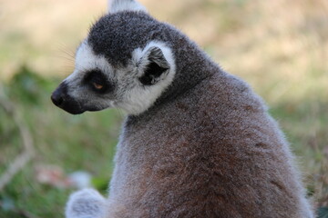 Fototapeta premium ring-tailed lemur in a zoo in france 
