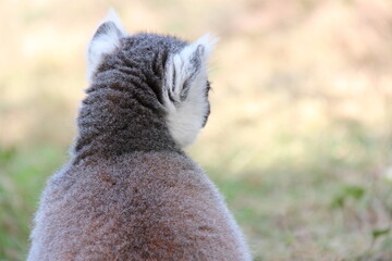 Fototapeta premium ring-tailed lemur in a zoo in france 