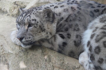 snow leopard in a zoo in france  © frdric
