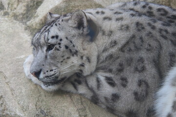 snow leopard in a zoo in france  © frdric