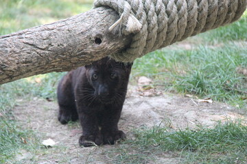 black panther cub in a zoo in france  © frdric