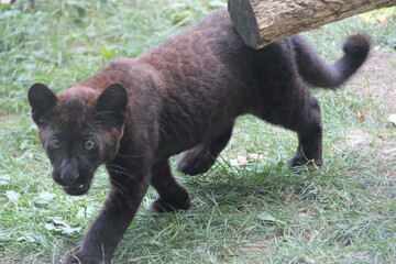 black panther cub in a zoo in france  © frdric