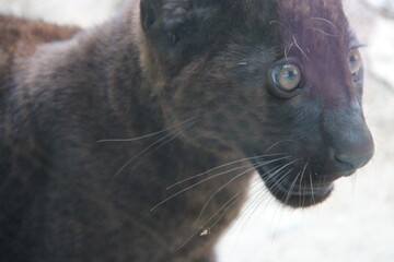 black panther cub in a zoo in france  © frdric