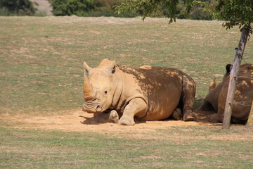 white rhinoceros in a zoo in france © frdric