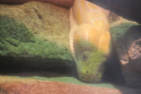 burmese python in a zoo in france 