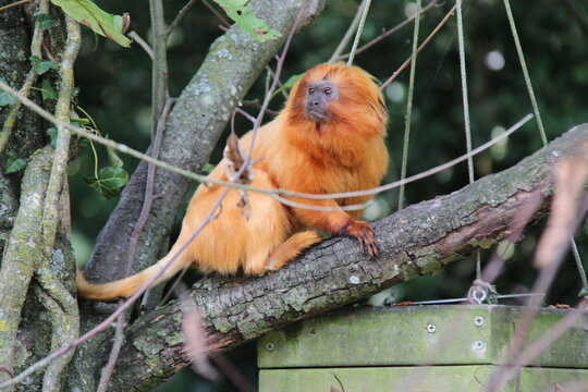 golden lion tamarin in a zoo in france 