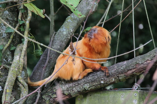 golden lion tamarin in a zoo in france 