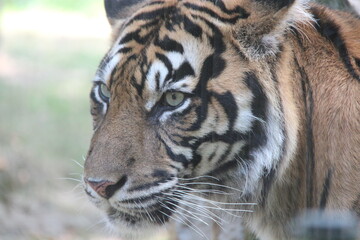 Fototapeta premium sumatran tiger in a zoo in france 