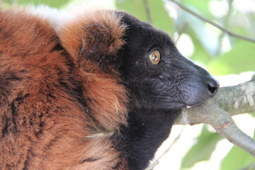 Fototapeta premium red ruffed lemur in a zoo in france 