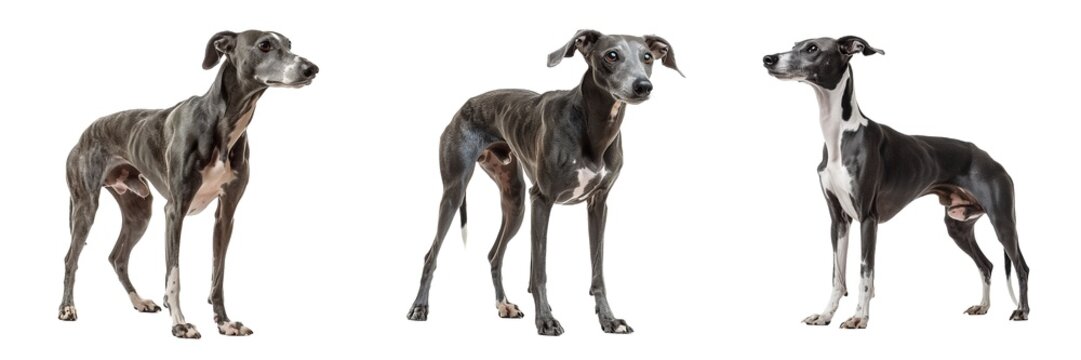 Whippet greyhound dogs standing set isolated on transparent background. PNG. Generated AI