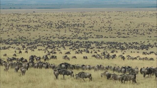 Wildebeest migration across African savanna, massive herd of gnu grazing in dry grassland, wildlife safari landscape in wilderness