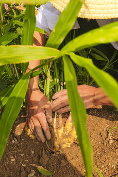 Freshly Dug Ginger Harvest in Luoping Yunnan China High Mountain Agriculture