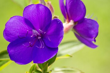 Macro view of a vivid purple Tibouchina Urvilleana flower showing detailed stamen and petals