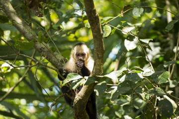 White-faced capuchin monkey sitting on a tree branch, eating inside a tropical rainforest canopy © Renzo