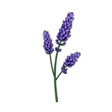 Lavender flower icon in purple and green for spring seasonal decorations, isolated vector, clean edges, no shadows, transparent background
