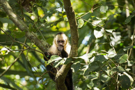 White-faced capuchin monkey sitting on a tree branch, eating inside a tropical rainforest canopy