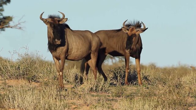 African wildebeest pair standing in savanna, wild gnu animals in natural habitat, safari wildlife documentary footage