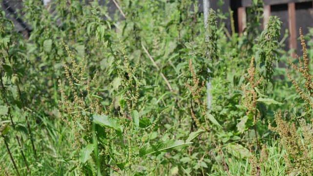 Neglected garden environment with mature seed heads growing among long grass, natural growth and an unmanaged outdoor vegetation, close-up