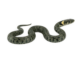 Obraz premium A small grass snake with a yellow mark on its head crawling on the ground