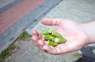 Close-up of a single hand gently holding a small cluster of fresh, unripe green acorns with their caps and stems. A concrete paver sidewalk and gravel ground are visible in the background. © z_olga_art