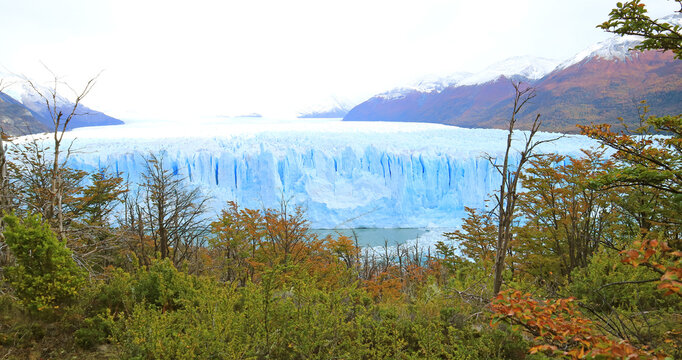 Stunning Perito Moreno glacier framed by autumn orange foliage in El Calafate, Argentina, South America on April 6th 2018