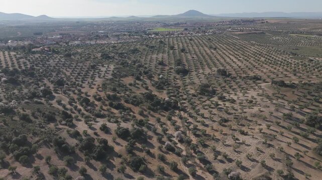 Slow drone yaw to the left across vast olive groves in Toledo, revealing native holm oaks scattered among orderly tree rows, distant rounded hills and a clear sky over the rural landscape.