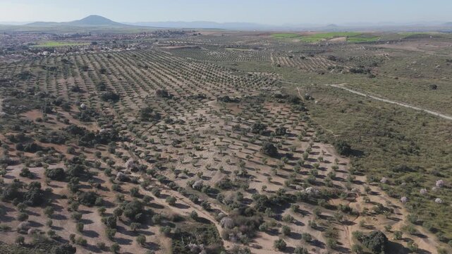Front drone flight above extensive olive groves in Toledo, where native holm oaks remain among orderly tree rows. Green uncultivated patches and a rounded hill complete the rural landscape.