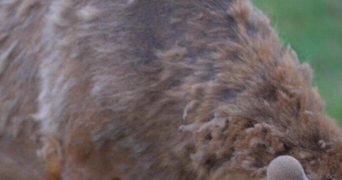 Close-up of a grazing elk in North America as the camera slowly pans up its neck. Wind moves through the animal's thick fur, highlighting natural texture and detail.