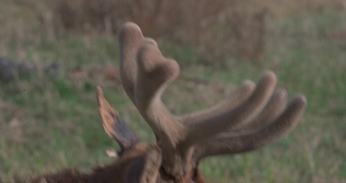 Close-up of a tagged bull elk with velvet antlers grazing in North America during spring. The elk raises its head before returning to feed, showing natural behaviour and a visible wildlife tracking ta