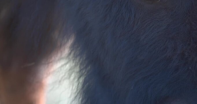 Extreme close-up of an American bison (Bison bison) grazing in North America. The animal walks past the camera, revealing detailed views of its face and legs in a natural feeding sequence.