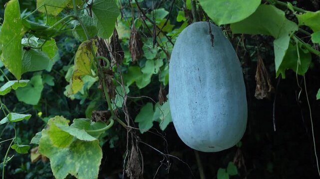 Raw winter melon or white gourd growing naturally on a plant in a village farm