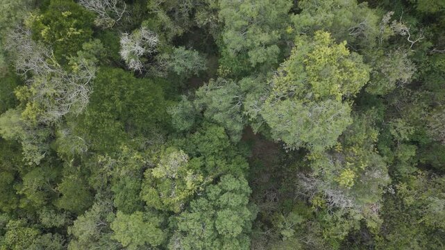Top-down drone flight above native forest revealing dense tree canopy interspersed with rocky outcrops in the Laguna Negra region of Rocha, Uruguay.