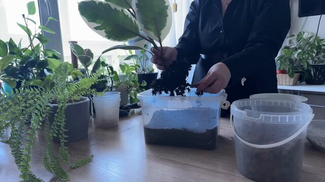 Woman repotting variegated rubber plant, gently removing soil from roots by hand, wider view of indoor gardening process with houseplants, potting soil and supplies, home plant care and transplanting