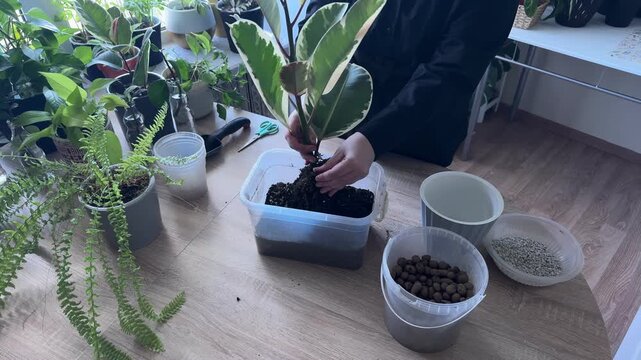 Woman repotting variegated rubber plant, loosening and removing soil from the root system by hand, overhead view of indoor gardening process with houseplants, potting soil, pots and gardening supplies