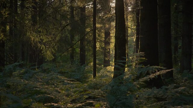 Dawn Rays Cutting Through Dense Trees and Fern Undergrowth 4K Low early morning sun sends narrow beams between dark conifer trunks onto thick fern undergrowth in a quiet woodland.