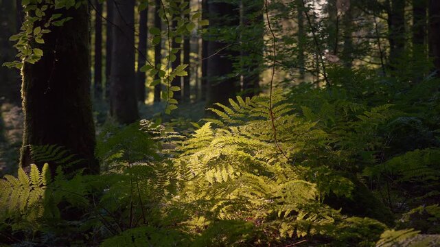 Sun Patch Illuminates Bracken Under Trees at Stockhill Woods 4K A bright patch of low sun lights green bracken and moss in Stockhill Woods,