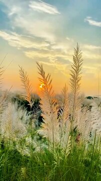 Nature / Landscape
White Kash Flowers Glowing at Sunset in Rural Landscape