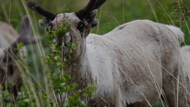 Close munching details of reindeer grazing in alpine meadow in Norway, telephoto frontal