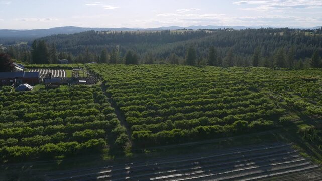 Aerial view of orchard rows and covered growing tunnels near Spokane, WA, bordered by forest and rolling hills.
