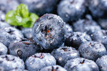 Fresh Blueberries with Water Droplets - Healthy Organic Fruit Close-up Macro Photography © HoangVan