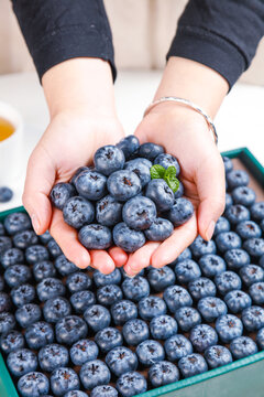 Fresh Organic Blueberries in Hands - Healthy Summer Berry Harvest from Market Basket