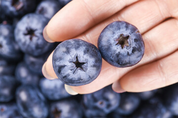 Fresh Large Blueberries in Hand - Premium Quality Berry Fruit Close-up © HoangVan